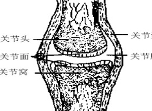 骨增粗骨增粗是指由骨外膜的深层分化出的成骨细胞制造新骨质使骨质