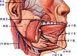 颌下腺导管口有咸味或脓性分泌物排出