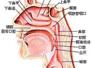 鼻孔前倾的表现_鼻孔朝天或鼻孔前倾的治疗方法_症状查询_久久健康网