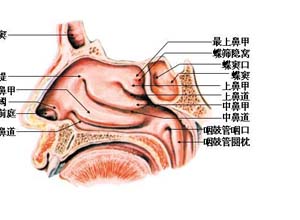 鼻腔不能关闭引起的鼻音图集