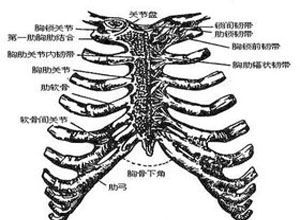 间隙可有压痛的表现_肋间隙可有压痛的治疗方法_症状查询_久久健康网