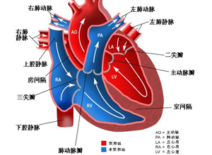 心房对心室收缩的辅助泵作用丧失的原因_心房对心室