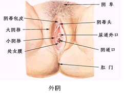 外阴炎图集