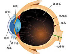 视网膜脱离图集