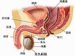 非淋菌性尿道炎图集