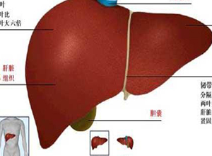 肝功能异常