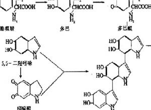 苯丙氨酸代谢障碍