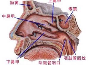 鼻毛脱落