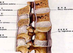 黄韧带肥厚