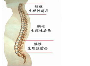 脊柱生理弯曲消失