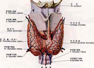 甲状腺肿