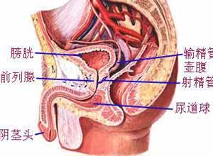 尿道口出现结节状或红色的出血性肿物