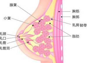 粘液腺体肥大