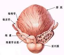 膀胱刺激征