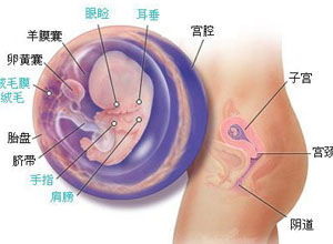胚胎发育障碍