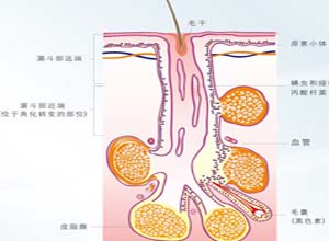 皮肤油脂过多