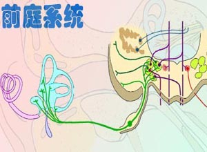 自发性眼震的检查,激发性眼震检查,视眼动系统功能的检查,半规管功能