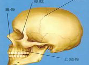 舟状头是什么原因图片