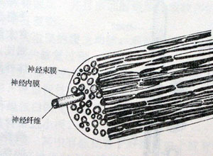 神经纤维束纵切图片