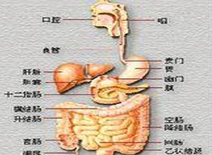 肠蠕动减少