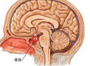 生长激素分泌过少