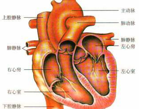 收缩期杂音