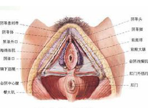 外阴压痛