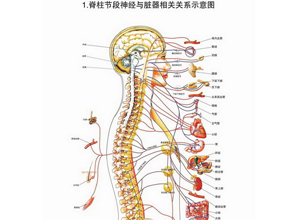 女性尾骶骨疼痛的原因图片