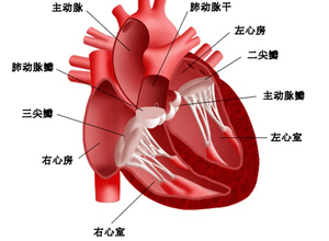 心包破损伤