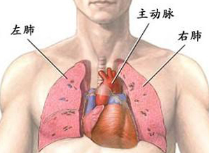 肺和心脏的位置图片