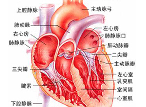 心率过缓