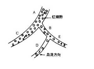 血流阻力增加