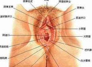 大阴唇或肛门大小不等、质软无压痛包块