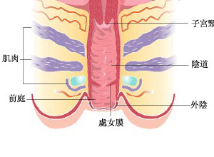 阴道口局部红肿热痛